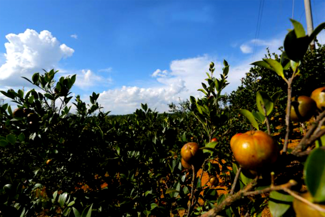 商標(biāo)注冊怎么查詢?商標(biāo)注冊查詢官網(wǎng)是什么? 商標(biāo)注冊怎么查詢?商標(biāo)注冊查詢官網(wǎng)是什么?