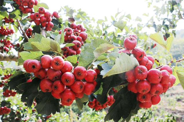 辦理商標(biāo)注冊(cè) 辦理商標(biāo)注冊(cè)