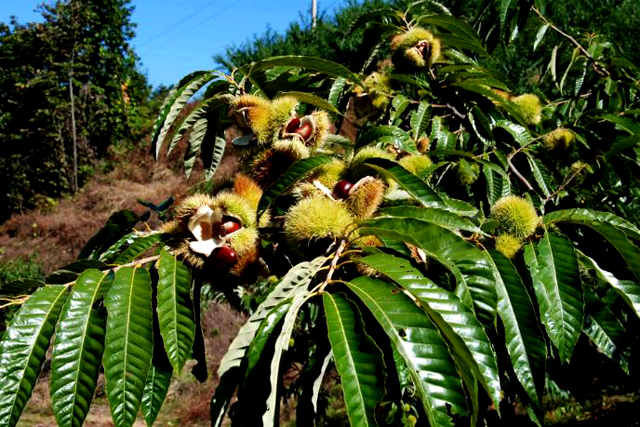 怎么申請注冊商標代理 怎么申請注冊商標代理