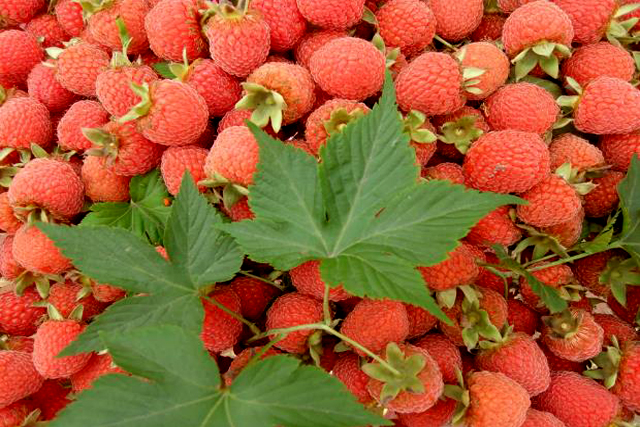 商標(biāo)續(xù)簽還要收費(fèi)嗎 商標(biāo)續(xù)簽還要收費(fèi)嗎